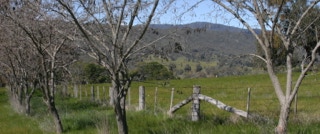 Samaria Valley Wagyu Laneway