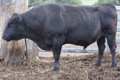 SVW Kinuyasudoi - SVWFD278 is a Blackmore bred bull, the son of Blackmore Kinuyasudoi BYWFFY0350, grandson of Westholme Kitateruyasudori IMJFAJ2810. He has a quiet temperament. He is a high Tajima bull. We have used him to increase marbling while maintaining size.