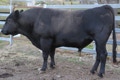 Samaria Valley Kinuyasudoi - SVWFD280 is a Blackmore bred bull, the son of Blackmore Kinuyasudoi BYWFFY0350, grandson of Westholme Kitateruyasudori IMJFAJ2810. 