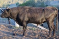 Samaria Valley SVWFH493 - This bull combines Wright Wagyu WESFZ0278’s maternal and size characteristics with an increase in marbling ability through his dam’s sire - Michifuku. This is a bull to increase size and maternal characteristics.